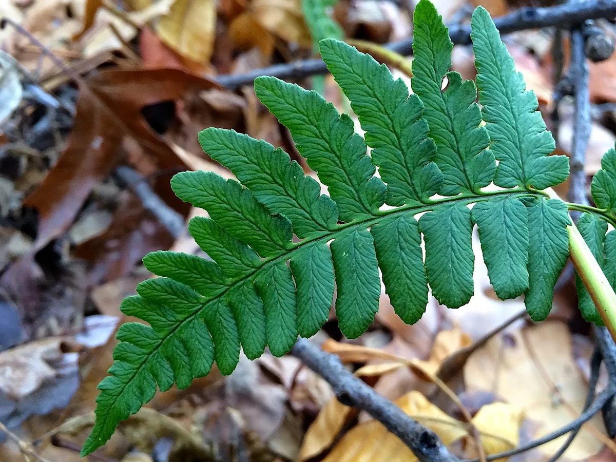 A deep green fern frond resting over brown and gold fallen leaves.